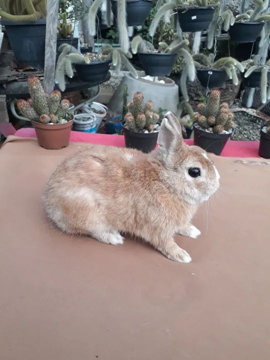 Mini coelho anão netherland holandês  