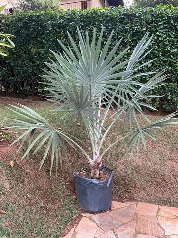 Palmeira Azul  Bismarckia  - Foto 4