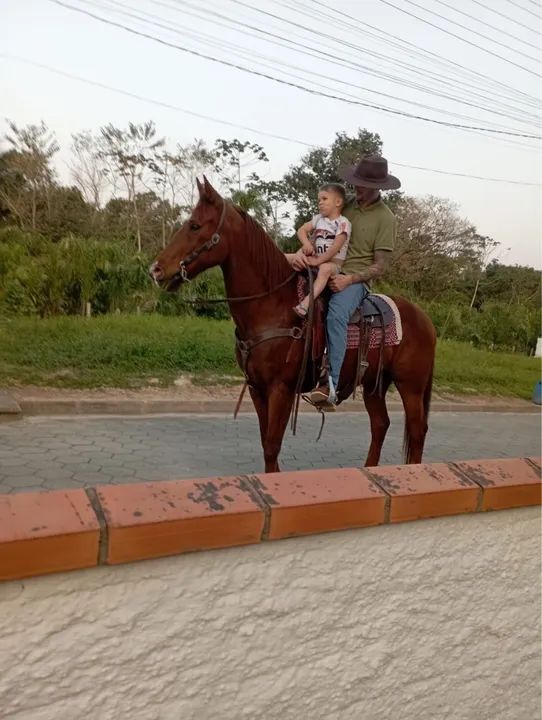 Cavalo Quarto de Milha - Foto 4