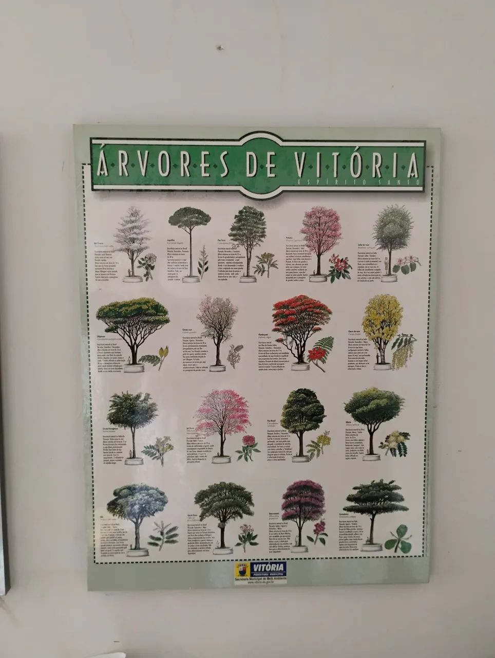 Dois pôster - Árvores e Palmeiras de Vitória 