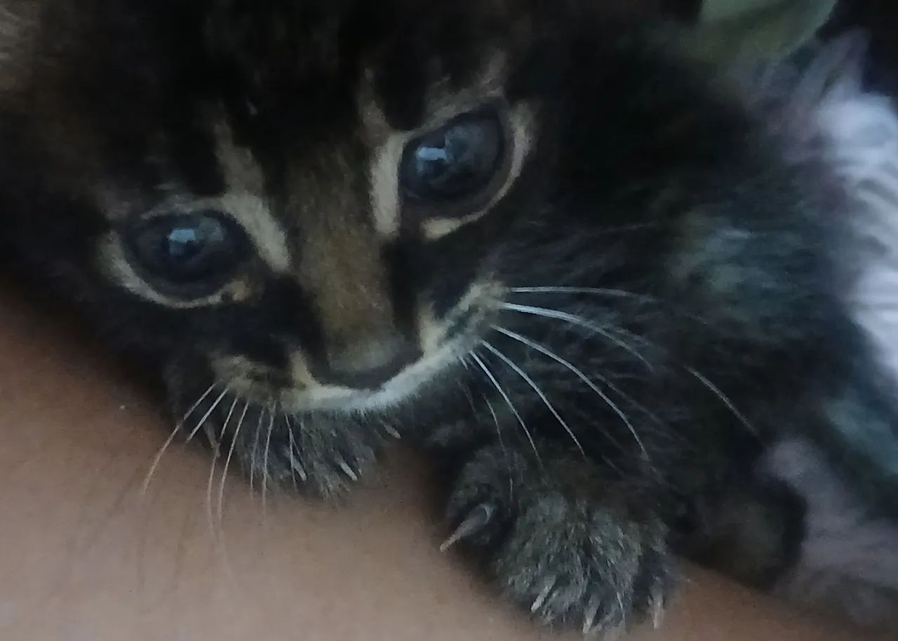 Doação de filhotes