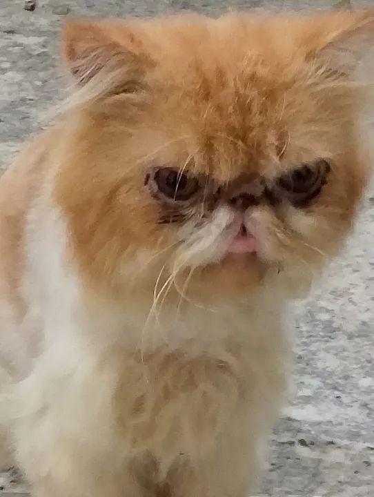 Gato persa CASTRADO E TOSADO  - Foto 3