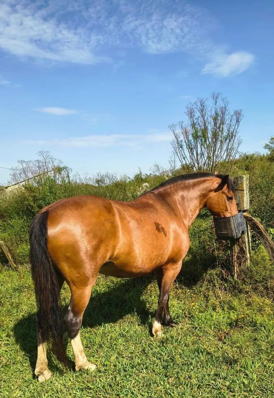 Mangalarga mineira  - Foto 5