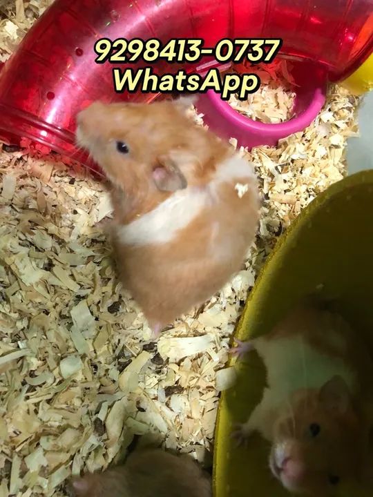 Hamster sírio ( fazemos entrega)