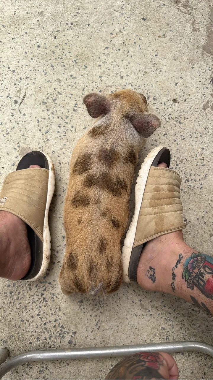 Mini pig, mini porco, KuneKune, importado  - Foto 4