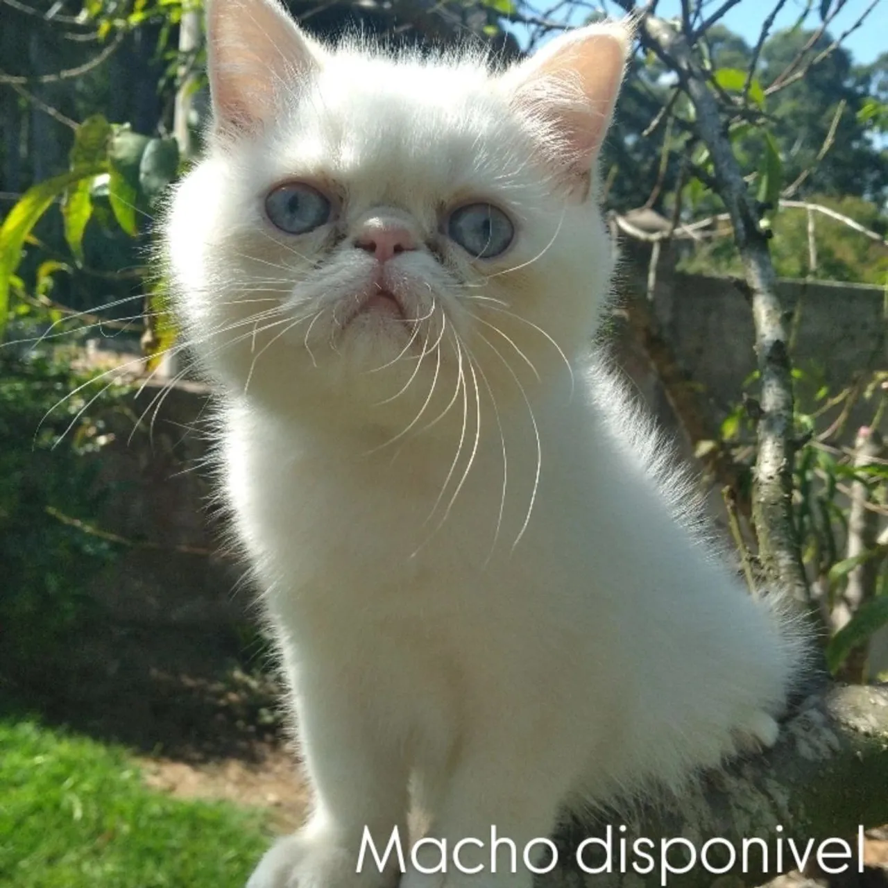 Exótico Macho  VENDO