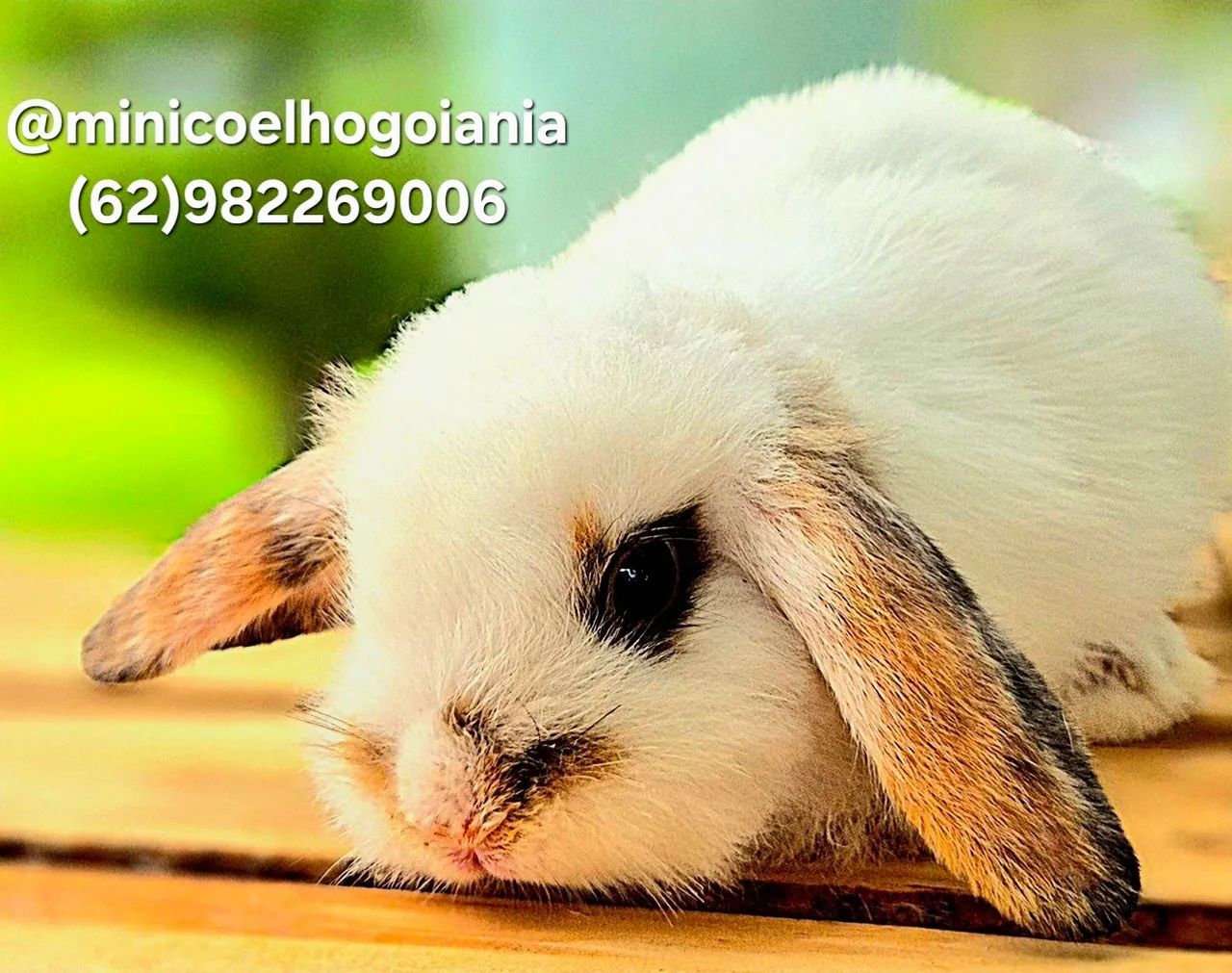 Mini Lop Original. Filhotes Pequenos e dóceis. Criatório Especializado em mini coelhos