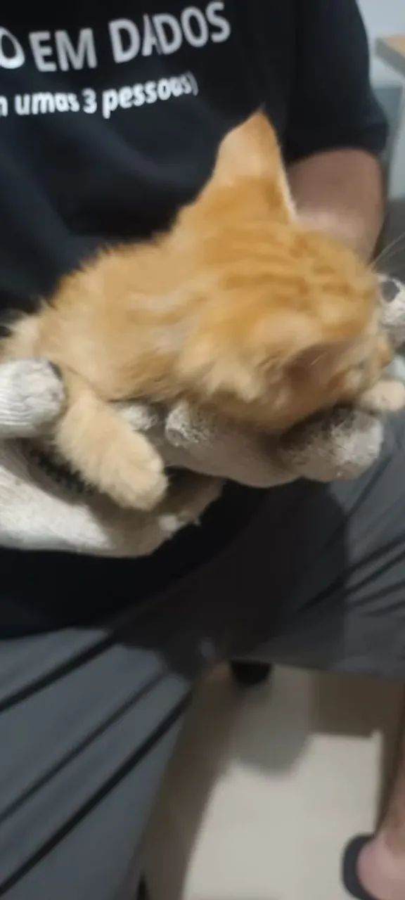 Gatinho doação  - Foto 5