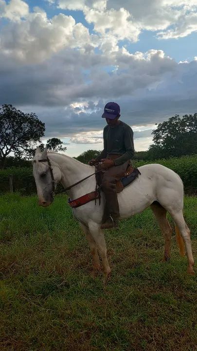 Egua quarto de milha 3/4 a venda