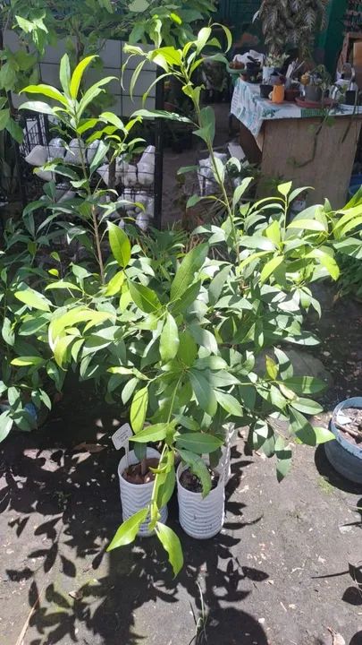 Muda de sapoti - Foto 2