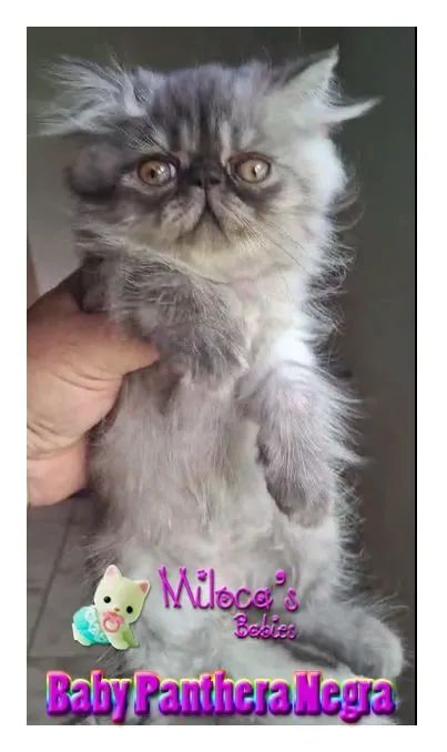 Gatinha Persa - Baby Panthera Negra 2 meses