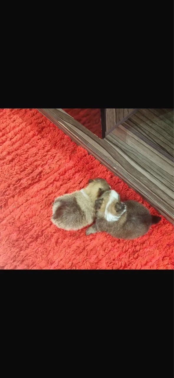 SPITZ ALEMÃO BOLINHA DE PELO - Foto 6