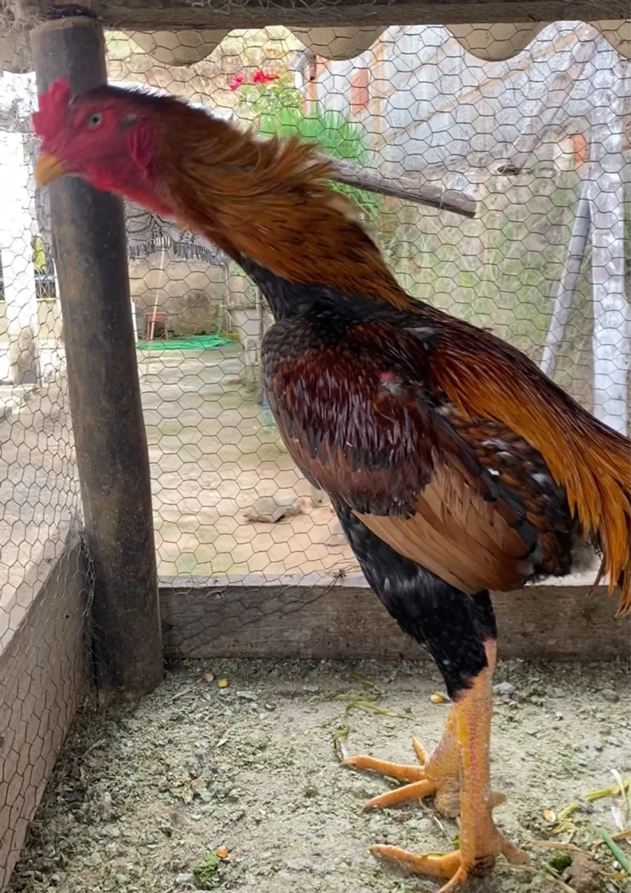 Frango índio disponível pra venda - Piau MG dispenso curiosos