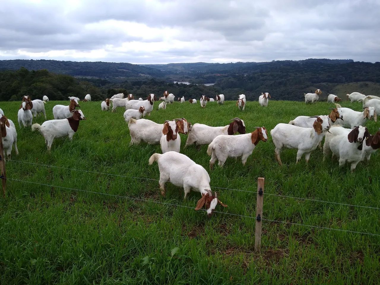Venda de Carneiros e ovelhas e consultoria - Foto 6