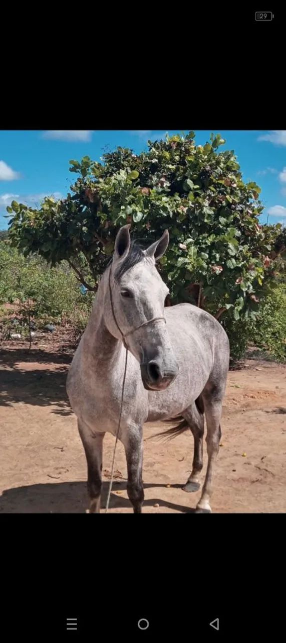 Cavalo manga larga de passada  - Foto 2