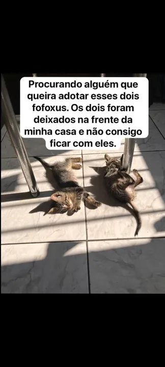 Dois lindos gatinhos para adoção