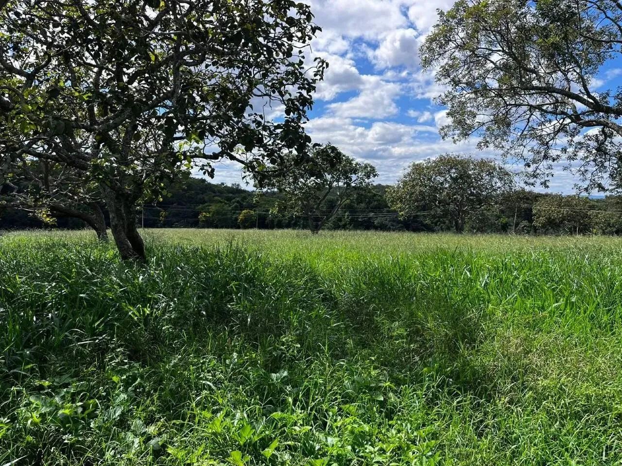 Fazenda com 4 quartos à venda, 0m² - Centro - Foto 4