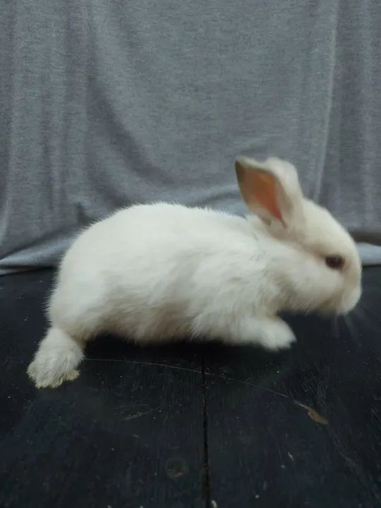 Vendo Filhotes de Coelho - Machos e Fêmeas - Foto 4