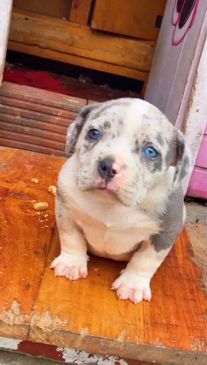 Filhote de American bully  - Foto 5