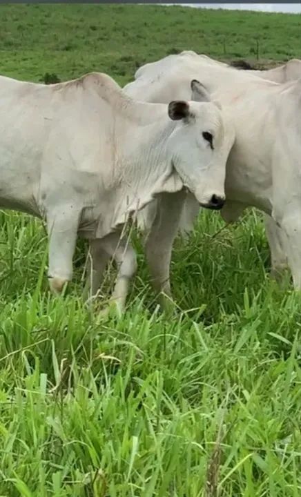 Venda de gado nelore - Foto 4