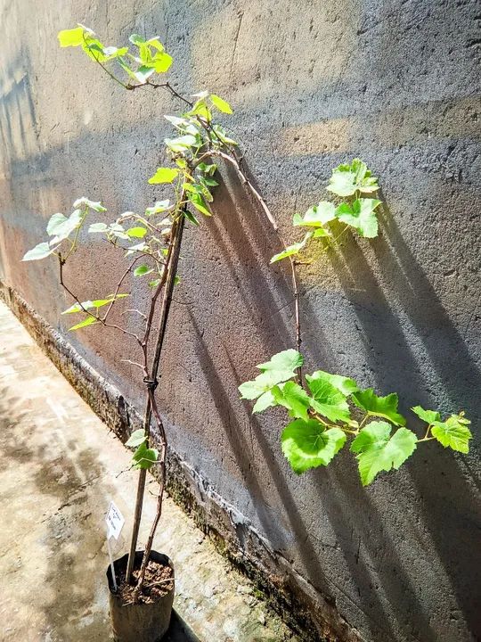 PROMOÇÃO  Muda de Uva Roxa PRODUZINDO  - Foto 5