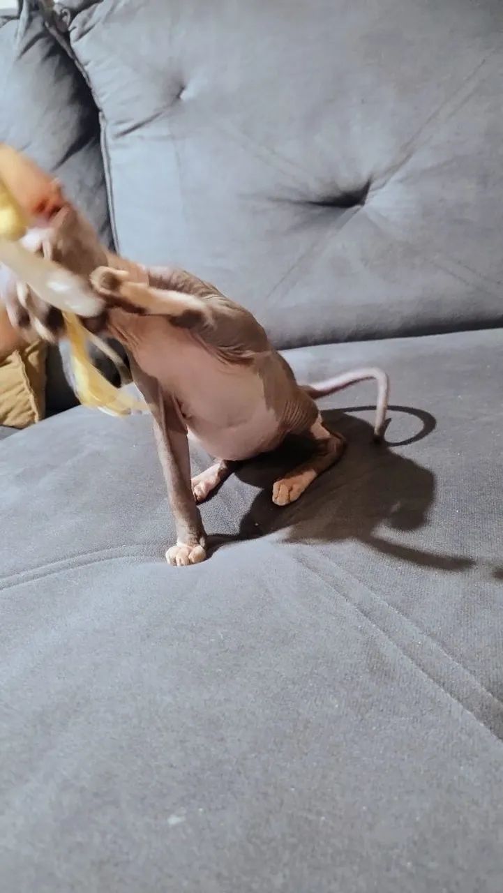 Fêmea linda  - Foto 4