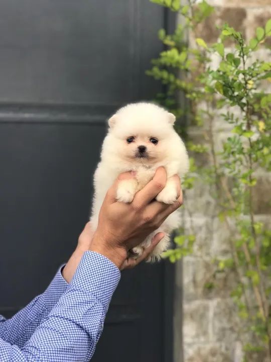 Spitz Alemão os mais saudaveis e legetimos pacotinhos de amor - Foto 3