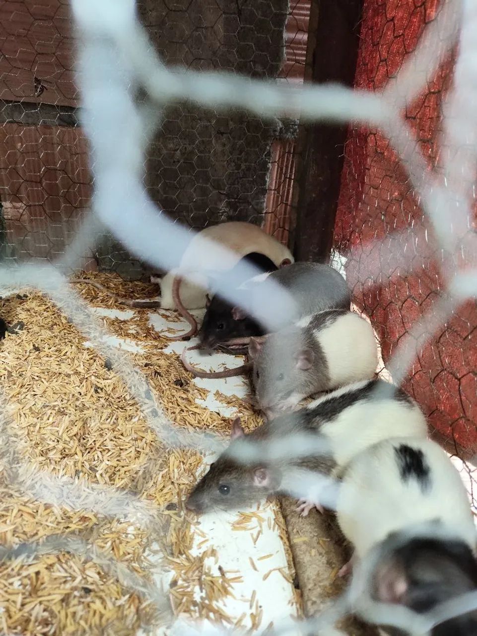 Ratinho Twister  - Foto 2