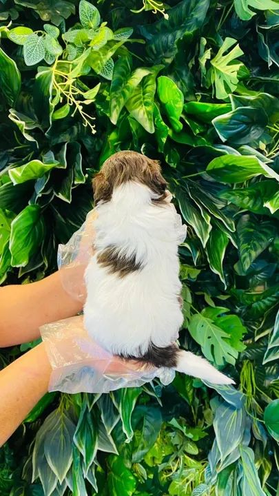 SHIh Tzu - Filhotes com total procedência - segurança p/ você  - Foto 2