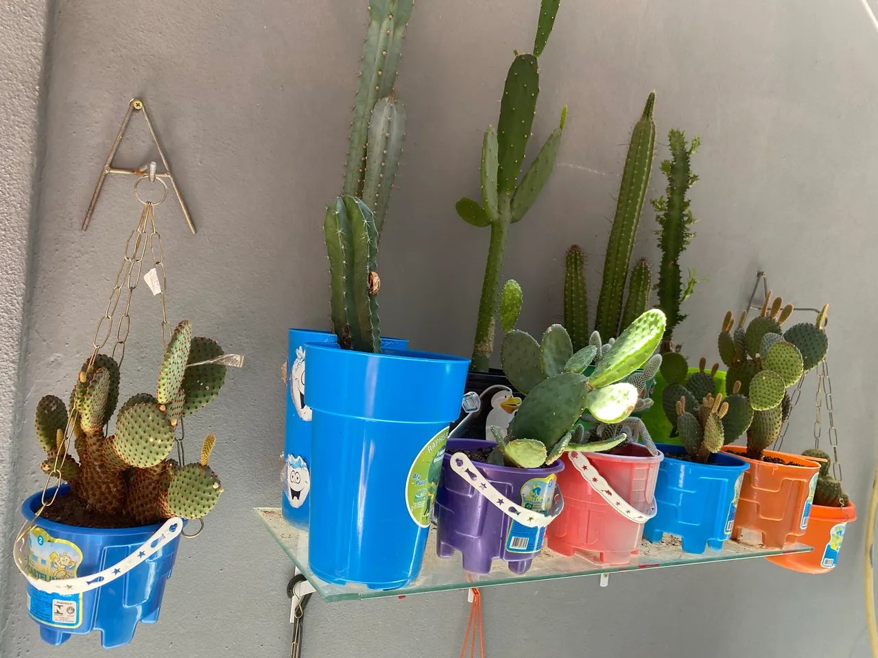 Desapego de 11 cactos  - Foto 3