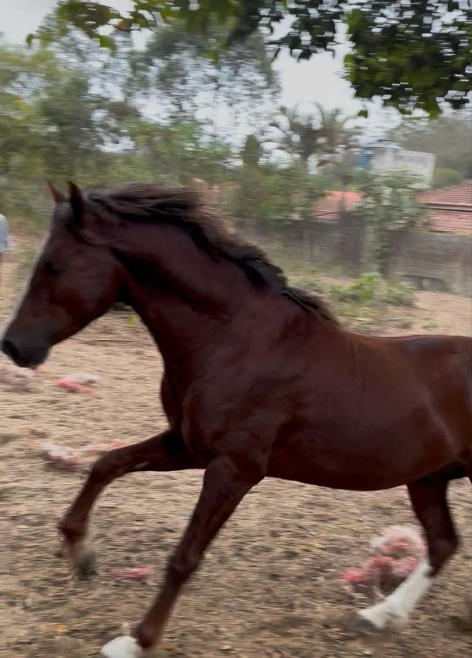 Mangalarga Paulista, 7 anos - Foto 4