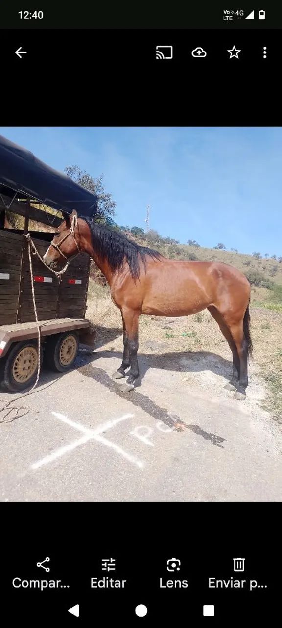 Égua Argentina de engate  - Foto 2