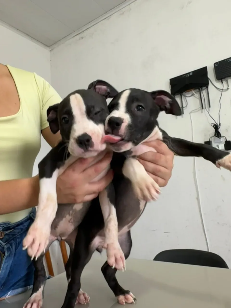 Filhotes de Pitbull para Venda