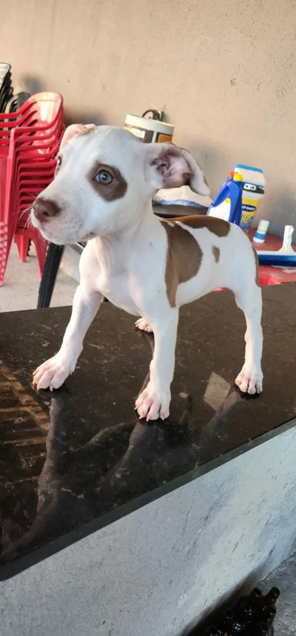 Pit bull filhotona top