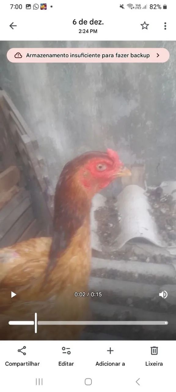 Franga de raça  - Foto 2