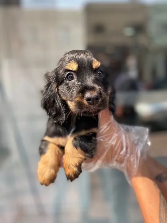 Cocker Spaniel ingles dourados lindos  - Foto 2