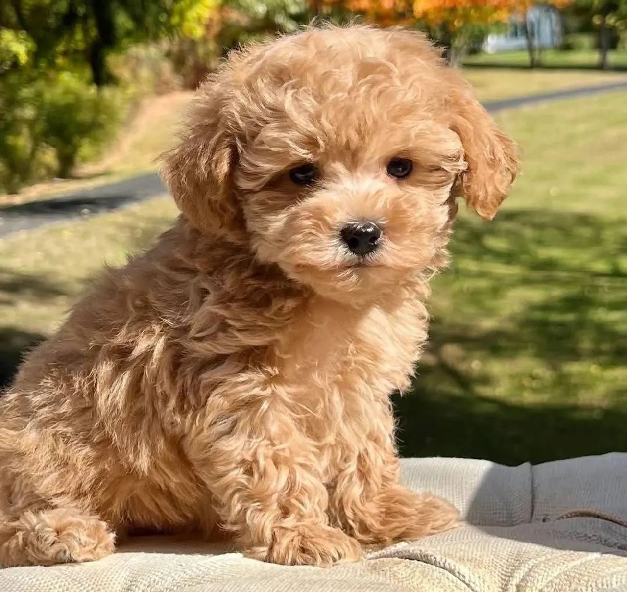 Canil Caieiras Kennel - Experiência e dedicação