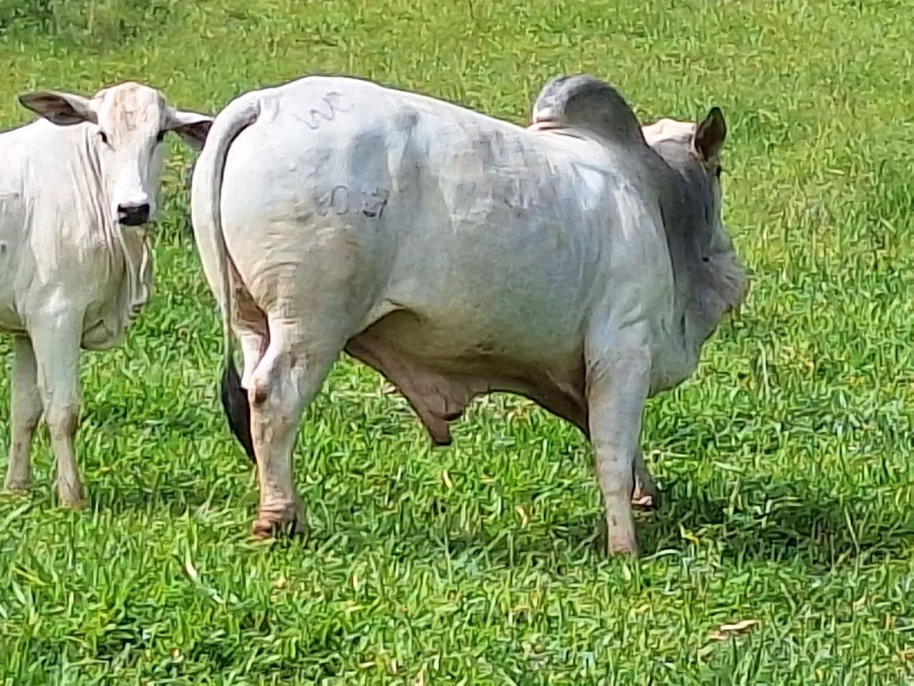 Touro Brahma - Foto 3