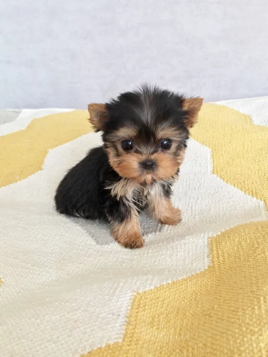 Yorkshire Terrier filhote a linguagem dos anjos em latidas