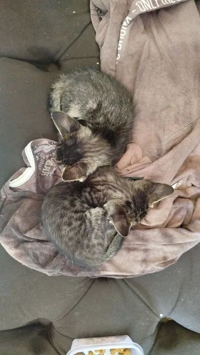 Dois lindos gatinhos para adoção - Foto 2