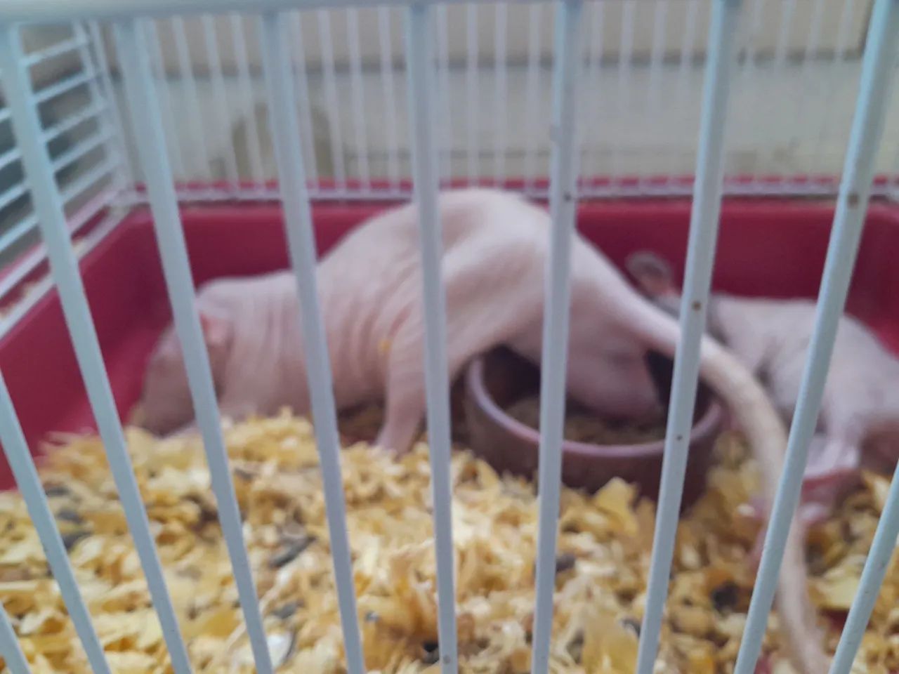 Twister e camundongos heirlles  - Foto 3