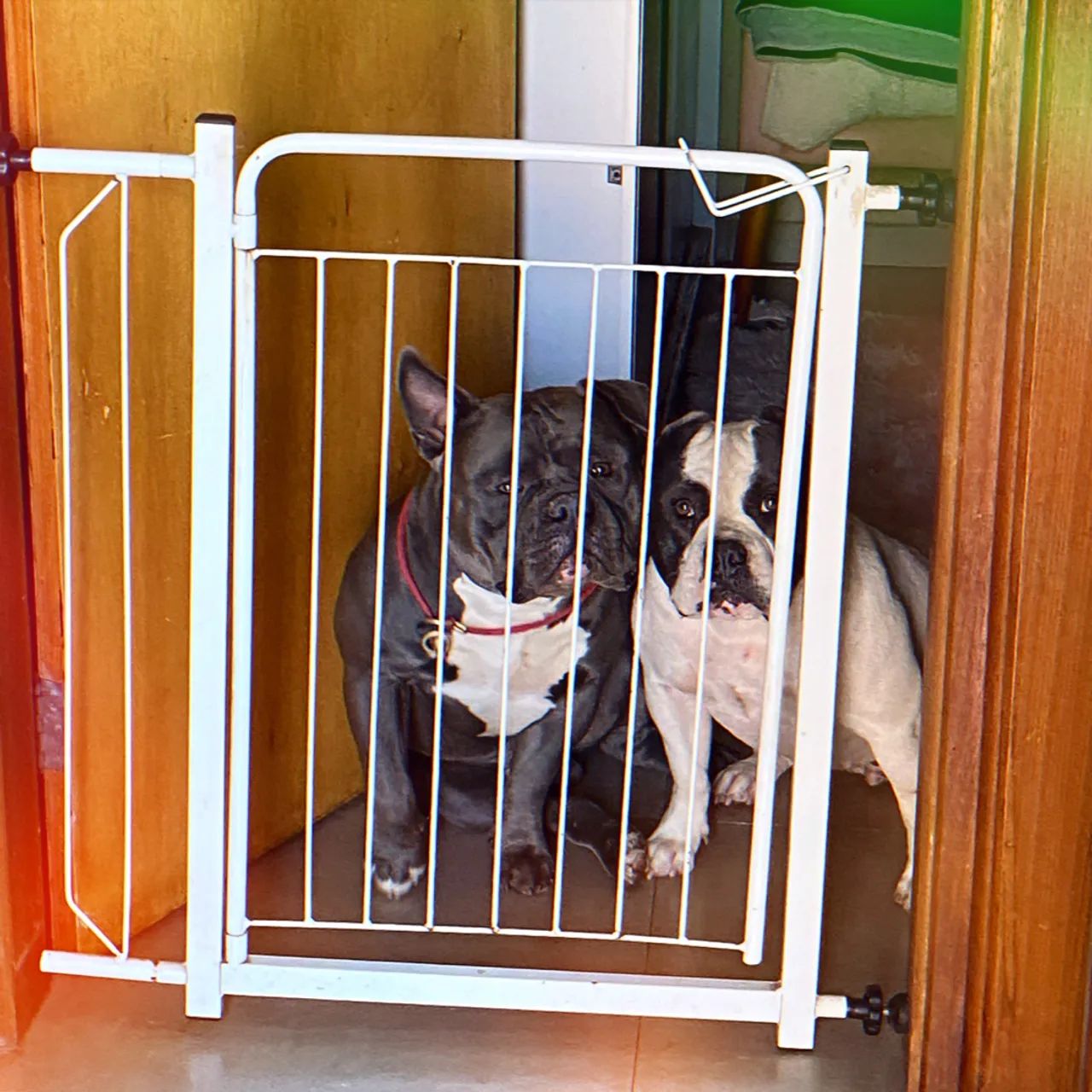 Cobertura american bully  - Foto 4