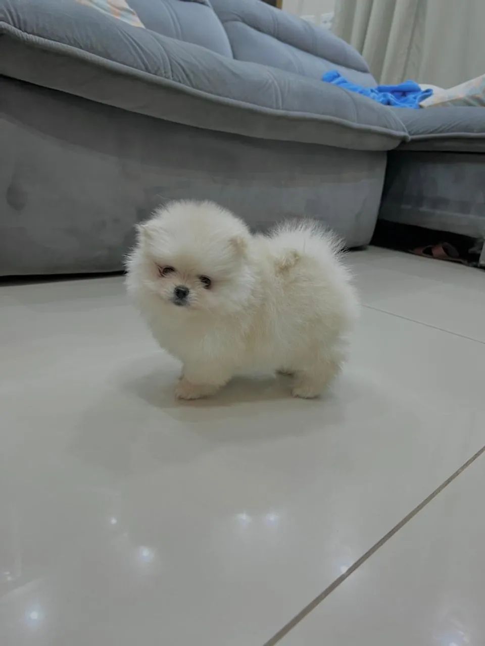Lulu da pomerania ursinho - Foto 3