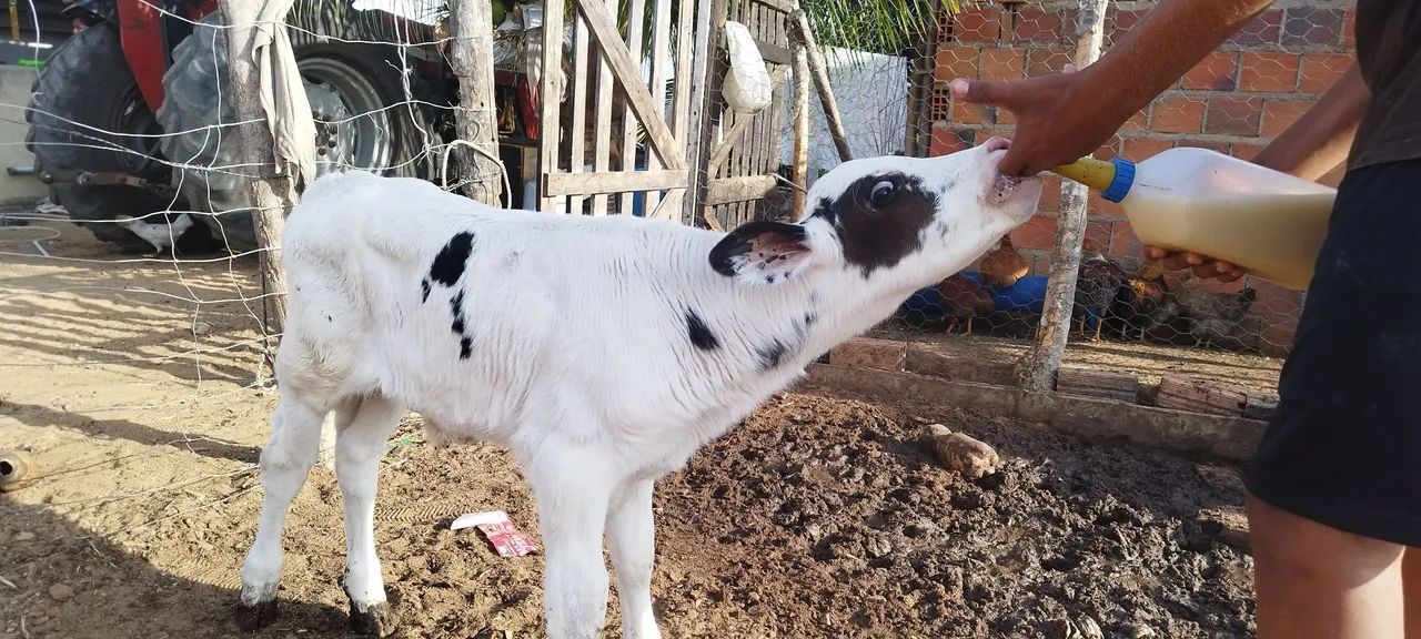 Bezerros de mamadeira  - Foto 4