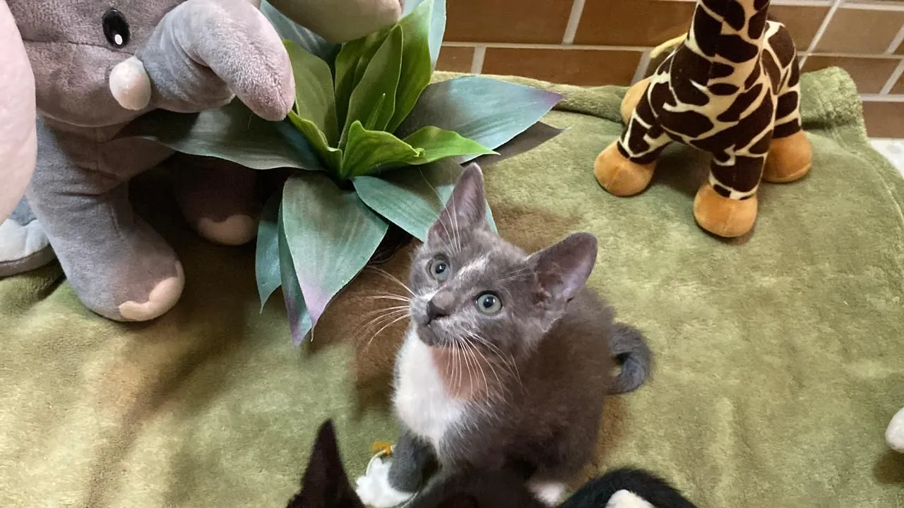 Gatinho Cinza para Adoção