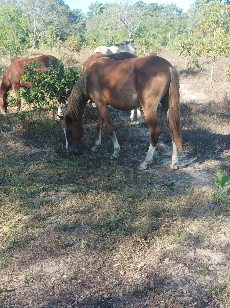 Potra 1/2 sangue de quarto milha