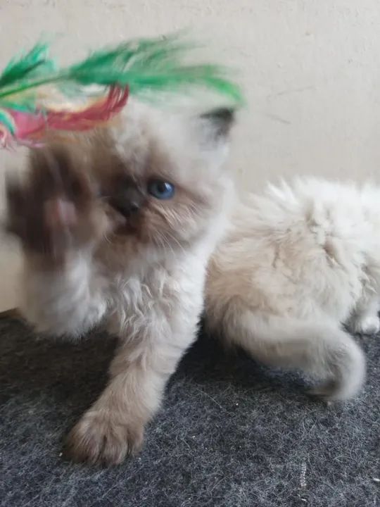 Lindos  filhotes de gato persa - Foto 3