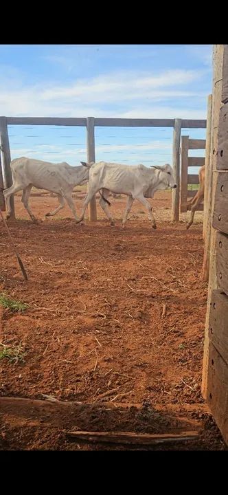 Bezerras nelores - Foto 3