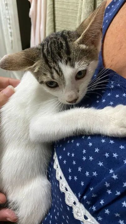 Gatinho branco e cinza disponível para adoção - Foto 3