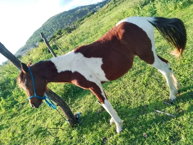 Potra pampa